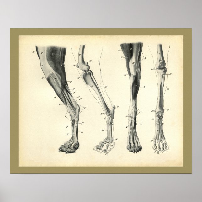 Hund Bones Muscle Veterinary Anatomy Skriv ut Poster (Framsidan)