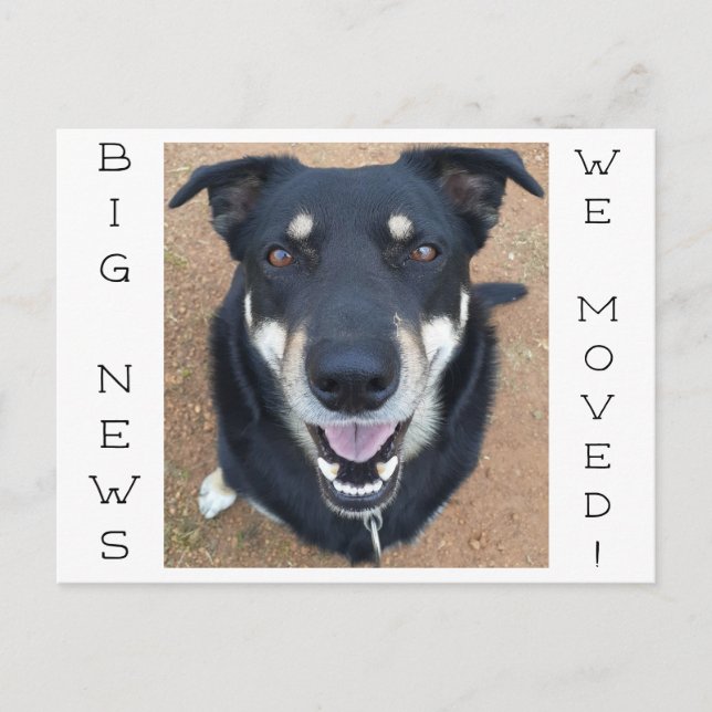 Hund borta LYCKLIG! Vykort (Framsida)