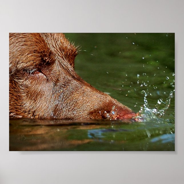 Hund Bubbles Nose Close Up/Macro Poster (Framsidan)