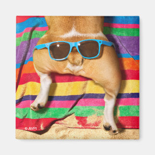 Hund Butt med solglasögon Magnet