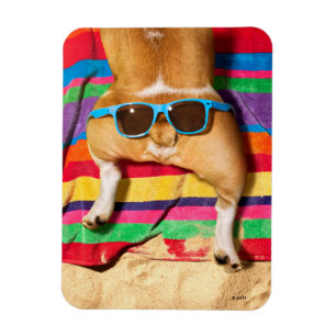Hund Butt med solglasögon Magnet