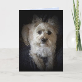 Hund Cairn Terrier "Hund älskare", tomt gratulatio Kort
