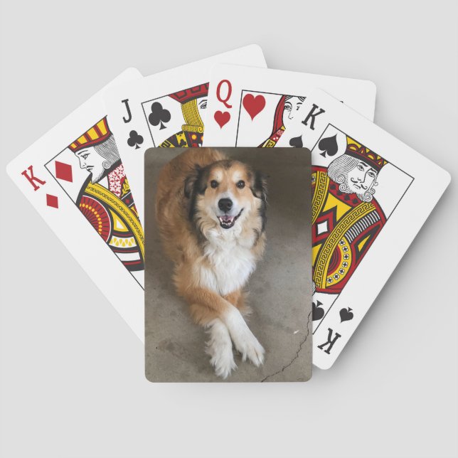 Hund Casinokort (Baksidan)