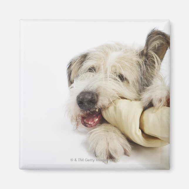 Hund Chewing on Rawhide Bone Magnet (Framsidan)