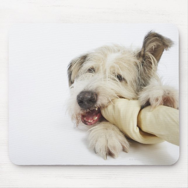 Hund Chewing on Rawhide Bone Musmatta (Framsidan)