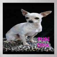 Hund Chihuahua Diva Skriv ut