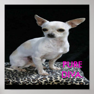 Hund Chihuahua Diva Skriv ut Poster