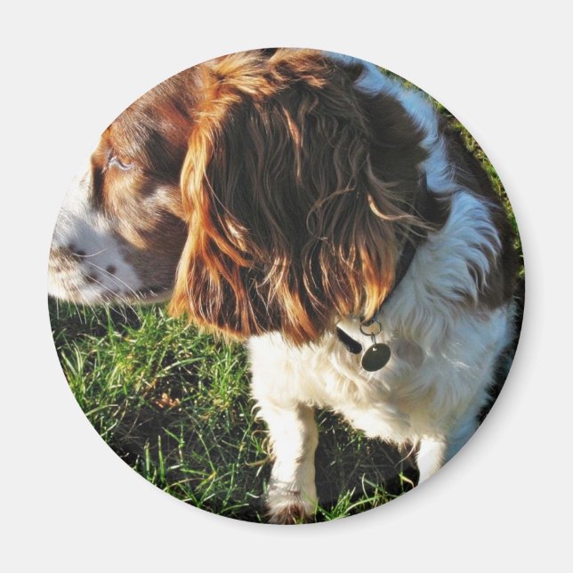 Hund Cocker Spain Sitta Magnet (Framsidan)