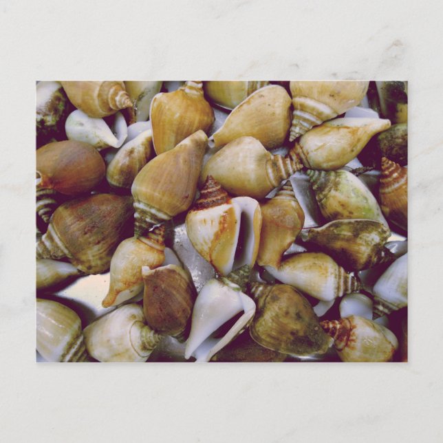 Hund Conch Vykort (Framsida)