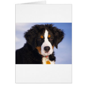 Hund Cute Bernese Hälsningskort
