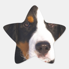 Hund Cute Bernese Stjärnformat Klistermärke