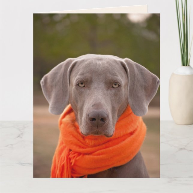 HUND CUTE FÅR GODA KORT SNART (Framsida)