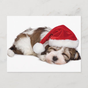 Hund Cute Sleeping Havanese Puppy drömmer Vykort
