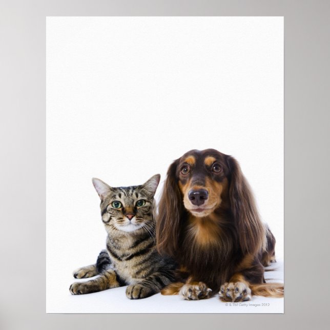Hund (Dachshund) och katt (japansk katt) på vitt Poster (Framsidan)