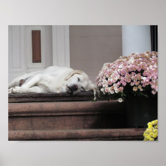 Hund Dag eftermiddag Poster (Framsidan)