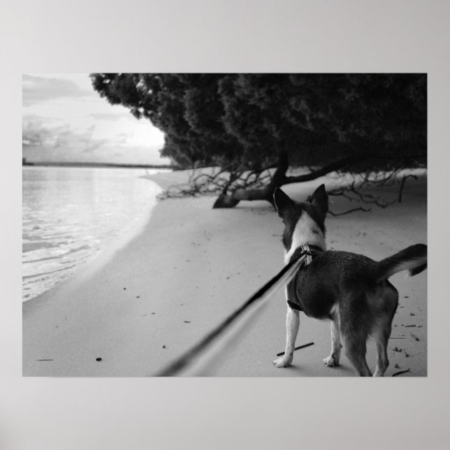 Hund dagar poster (Framsidan)