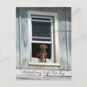 Hund Day Postscard Vykort