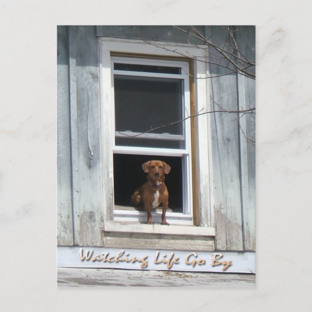 Hund Day Postscard Vykort (Framsida)