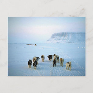 Hund, Devon Island, Northwest Territories Vykort