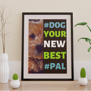 #Hund, din nya bästa #Pal ...Cavapoo Poster