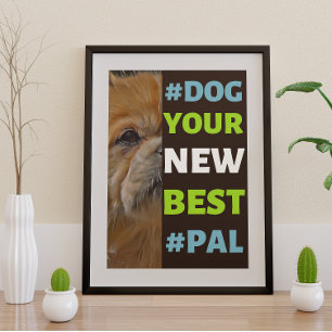 #Hund, din nya bästa #Pal ...tibetansk spanjor Poster