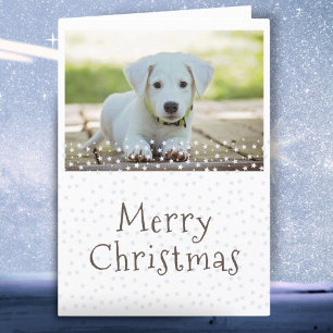Hund Djur Foto Stjärnor God Jul Helgkort