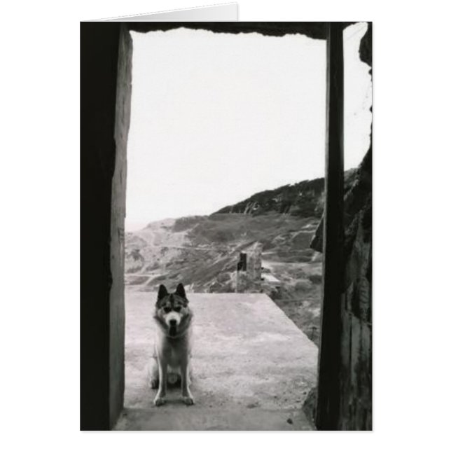 Hund Dörr Hälsningskort (Framsidan)