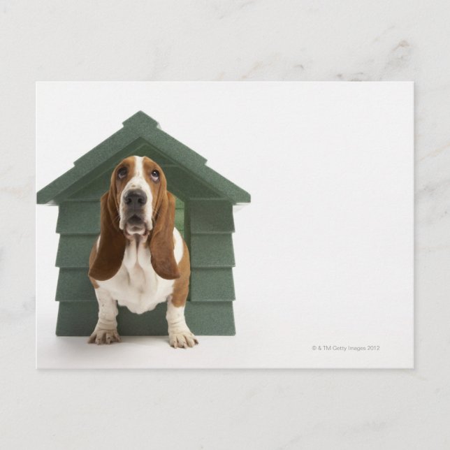 Hund efter doghouse vykort (Framsida)