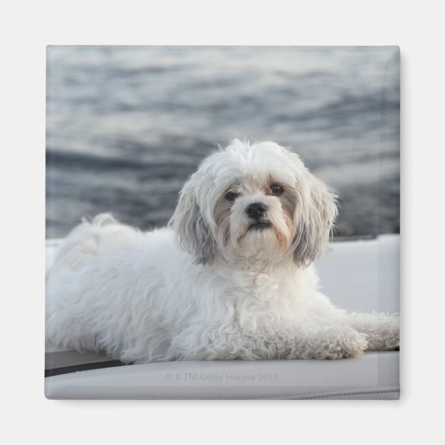 Hund efter vatten magnet (Framsidan)