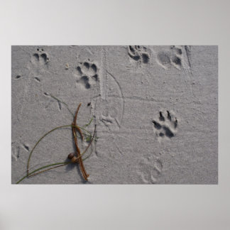 Hund eftermiddag poster