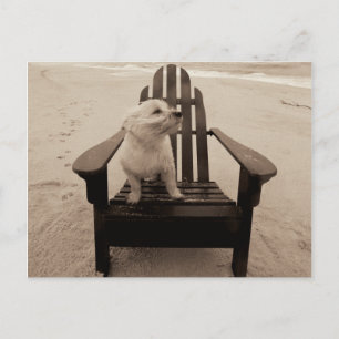 Hund Enjoeing the Beach Vykort