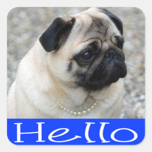 Hund-etikett för hej Pug Puppy / etikett