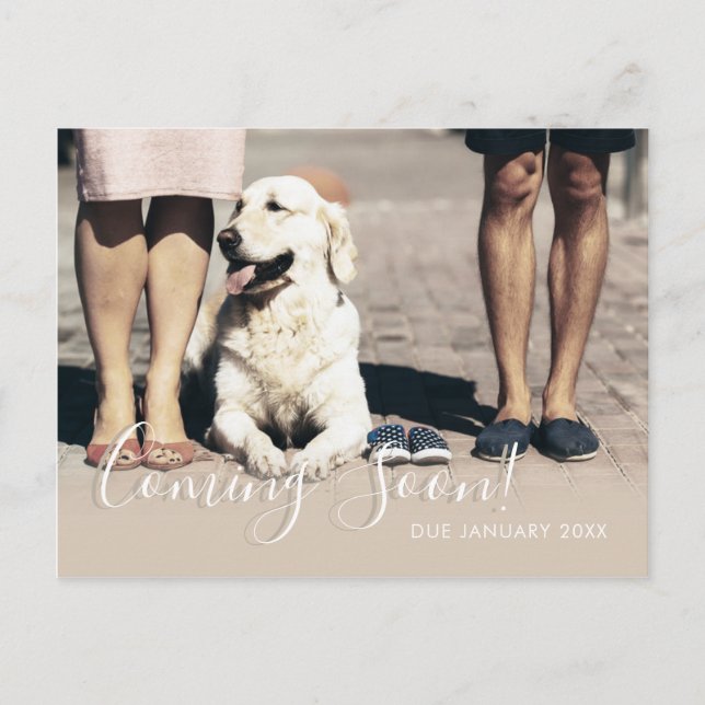 Hund Family Photo Kommer snart Gravid Baby Meddelande Vykort (Framsida)