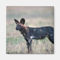 Hund för afrikansk Vild