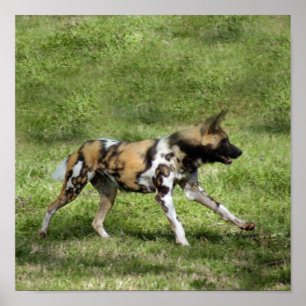 Hund för afrikansk Vild Poster