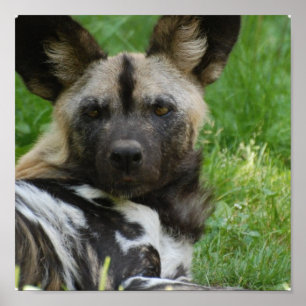Hund för afrikansk Vild Poster