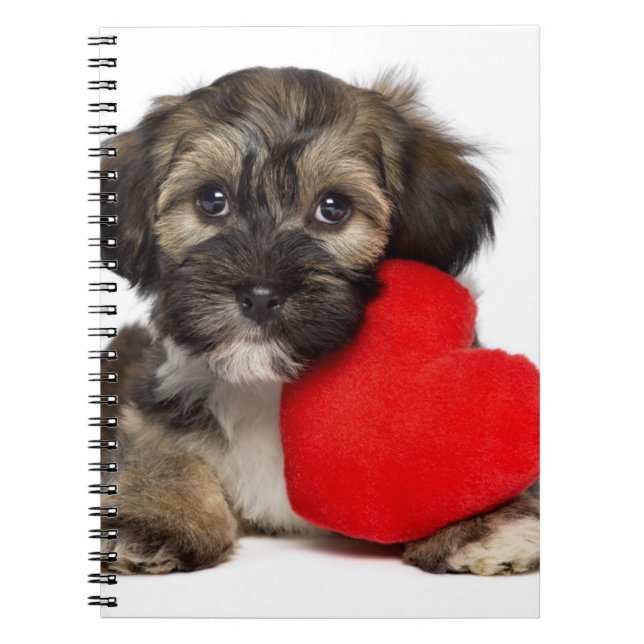 Hund för älskarevalentinHavanese valp Anteckningsbok Med Spiral (Framsidan)