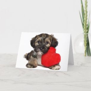 Hund för älskarevalentinHavanese valp Helgkort