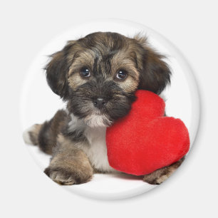 Hund för älskarevalentinHavanese valp Magnet