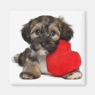 Hund för älskarevalentinHavanese valp Magnet