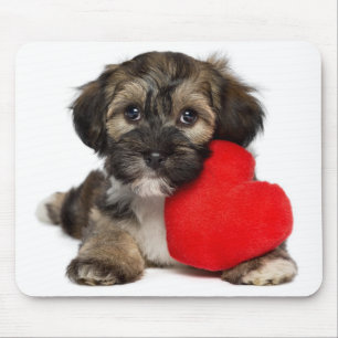 Hund för älskarevalentinHavanese valp Musmatta