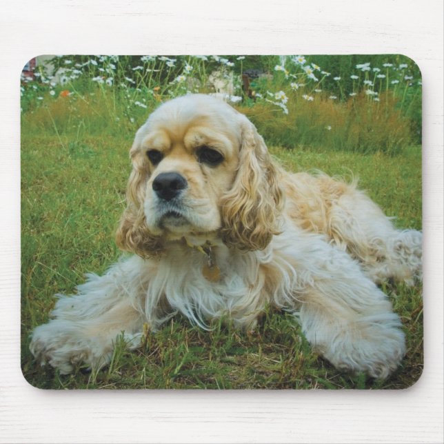Hund för amerikancockerspanielSpaniel Musmatta (Framsidan)