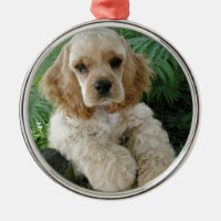 Hund för amerikancockerspanielSpaniel och den