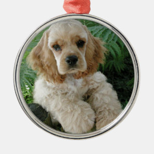 Hund för amerikancockerspanielSpaniel och den Julgransprydnad Metall