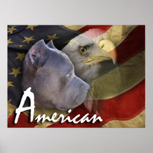 Hund för amerikanPitbull Terrier, flagga, örn Poster