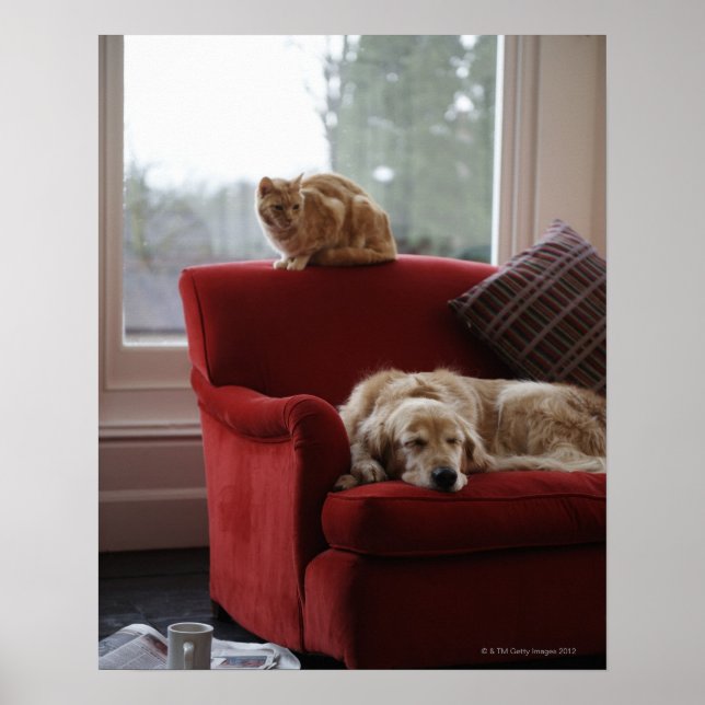 Hund för att hämta gyllene med ingefära tabby katt poster (Framsidan)