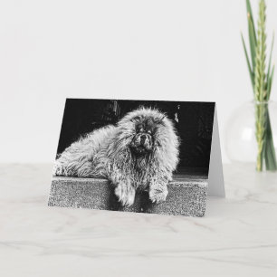 Hund för ChowChow på farstubron som är svartvit Kort