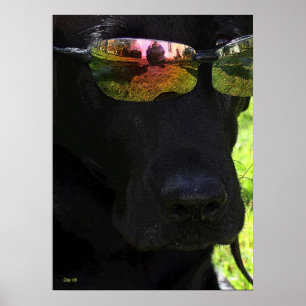 Hund för coola poster