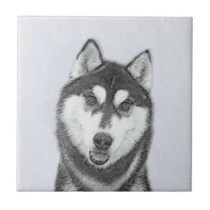 Hund för färgning av siberian husky (svart och vit kakelplatta