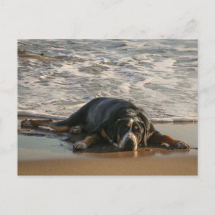 Hund för försegling vykort